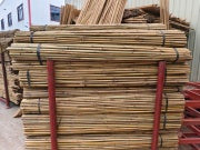 8' × 18-20mm Natural Bamboo Poles(50poles)