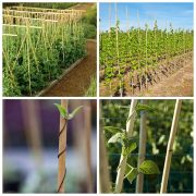 8' × 18-20mm Natural Bamboo Poles(50poles)